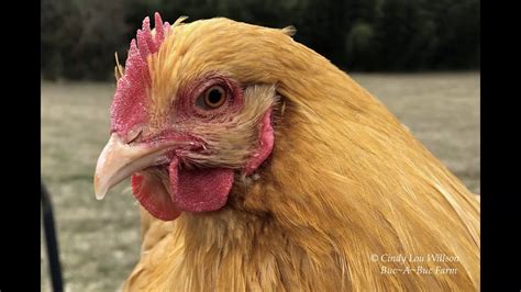 pullet or cockerel|buff orpington pullet vs cockerel.